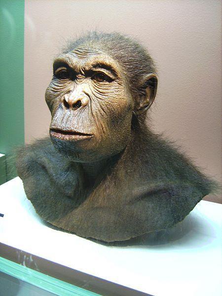 Homo habilis (člověk zručný) Zachované zbytky skeletu ukazují, že Homo habilis nebyl o mnoho větší než Australopithecus afarensis.