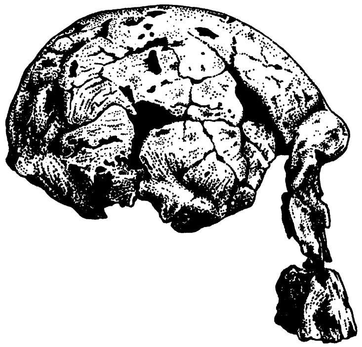 Homo rudolfensis (člověk východoafrický; 2,4 1,7 Ma) Má větší obsah mozkovny (750 775 cm 3, ale
