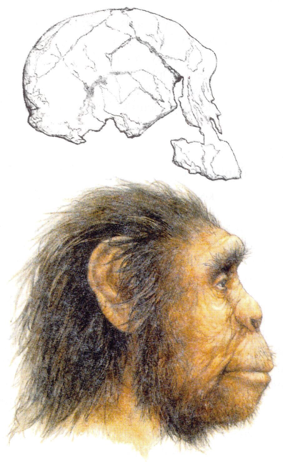 Patří sem světoznámá lebka KNM-ER 1470 nelezená v roce 1972 u Rudolfova jezera (jezero Turkana)