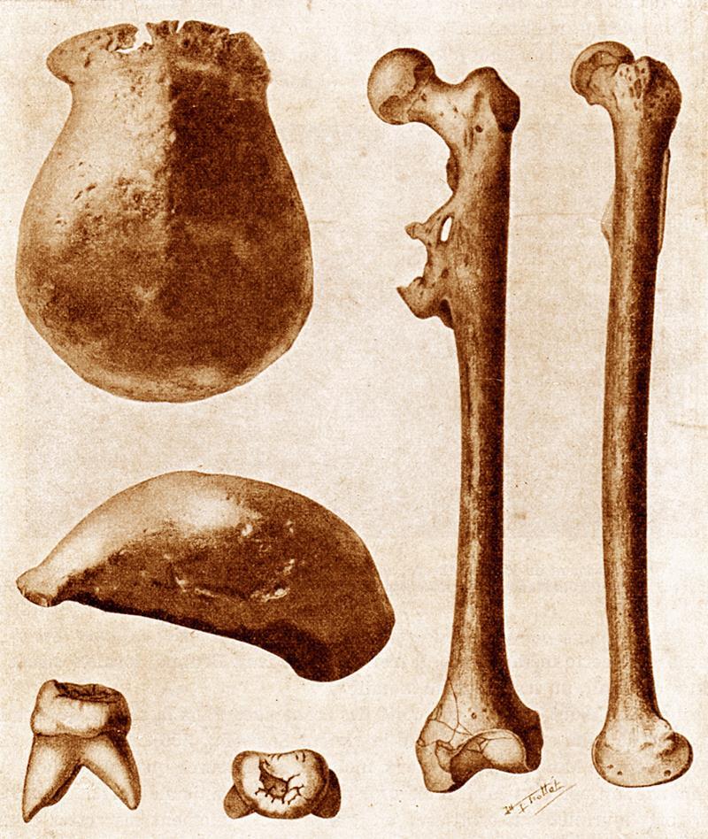 Tyto exempláře druhu Homo erectus pocházejí ze dvou různě starých období. Starší putjanganské vrstvy jsou datovány na ~1,8 Ma. Mladší trinilské vrstvy jsou datovány na ~0,9 Ma.