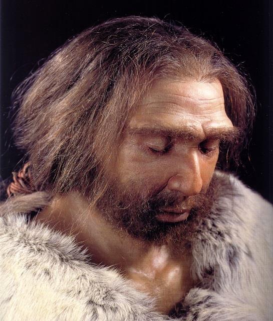Homo neanderthalensis (člověk neandrtálský; 0,35 0,024 Ma) Jedním ze dvou fylogenetických nástupců druhu Homo heidelbergensis byl Homo neanderthalensis (druhým