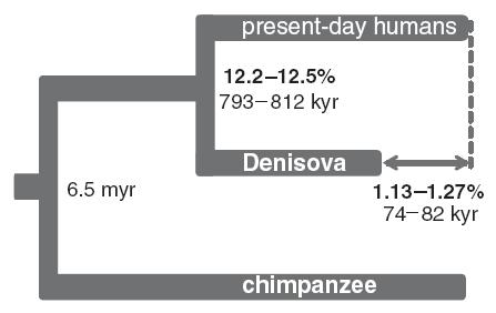 neanderthalensis, ani o Homo sapiens. Původně byl označen hominin X.