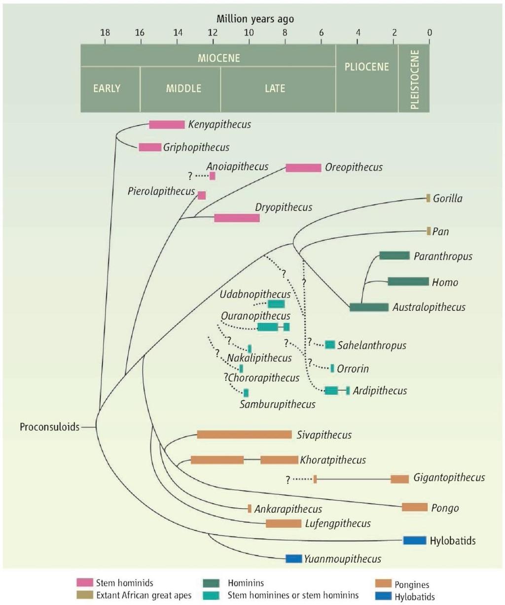 Archaičtí hominidi (čeleď Hominidae) Lidská podčeleď (hominini Homininae) se objevila před >7 Ma (první archaičtí hominini z východní a střední Afriky).