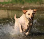 Proto je důležité, abyste si o tomto problému pohovořili s Vaším veterinárním lékařem.