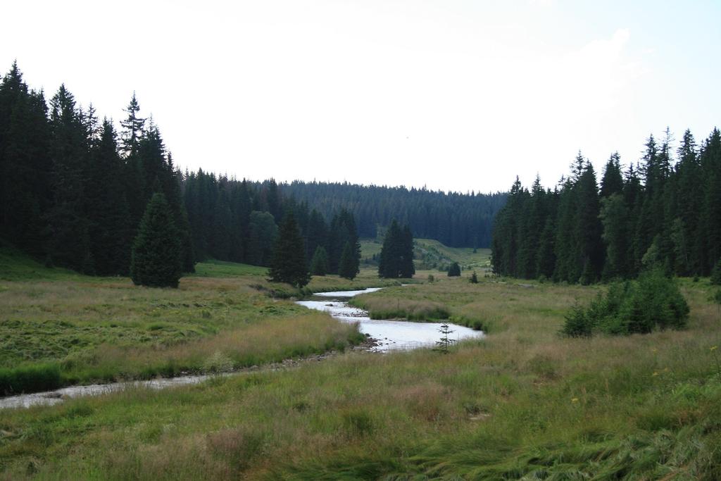 Ptačí oblast Šumava Předměty ochrany: