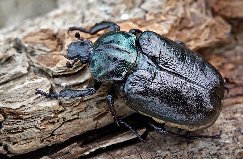 Dubohabřiny asociace Galio-Carpinetum 9180 Lesy svazu