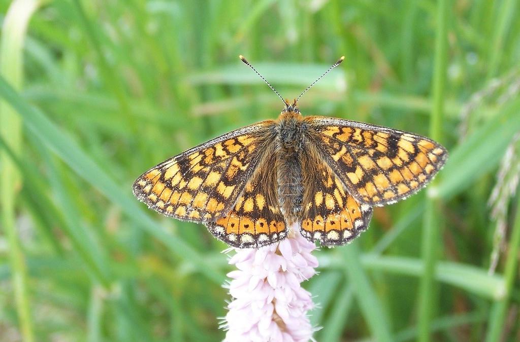 Hnědásek chrastavcový Euphydryas aurinia Druh vlhkých