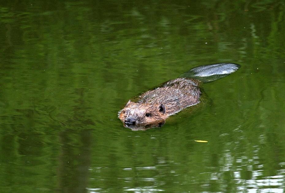 labská (jediná původní),