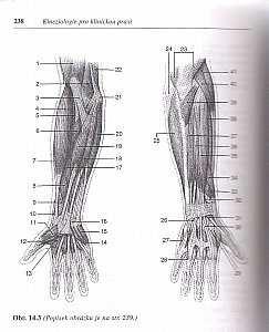 pohyby prstů a na dorzální straně natahovače prstů extenzory, sbíhající se z předloktí, kde mají své svalové časti jako šlachy.