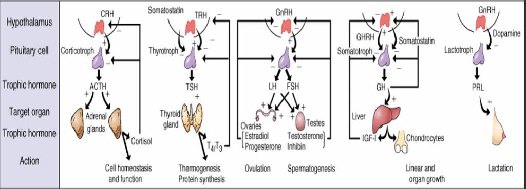 Úvod do endokrinologie Osa hypothalamus hypofýza periferní endokrinní