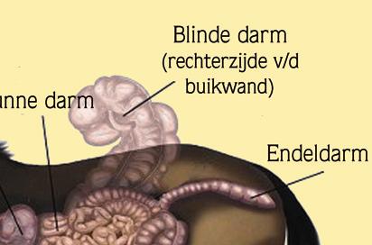 V normálním případě nenastává žádný problém, ale u koní, kteří rychle jedí nebo nedostatečně potravu rozžvýkají, může dojít k ucpání jícnu.