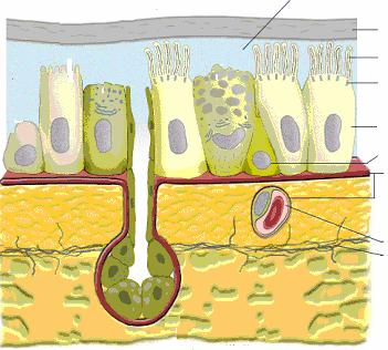 VÝSTELKA DÝCHACÍCH CEST Tekutá fáze mukóza Vrstvička hlenu Řasinky řasinky Řasinky bazální tělísko Bazální tělísko Cylindrická buňka cylindrická Cylindrická buňka buňka Bazální buňka bazální