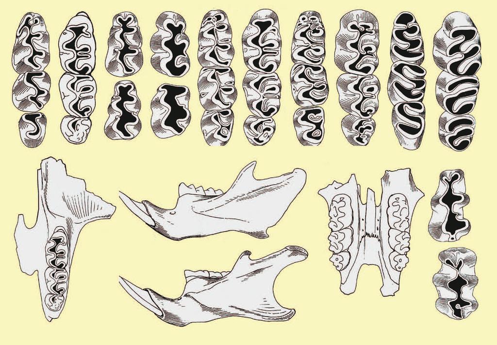 uprostřed: pohled na okluzální (skusnou) plochu horních řad zubů; dole: pohled na lebky zespodu.