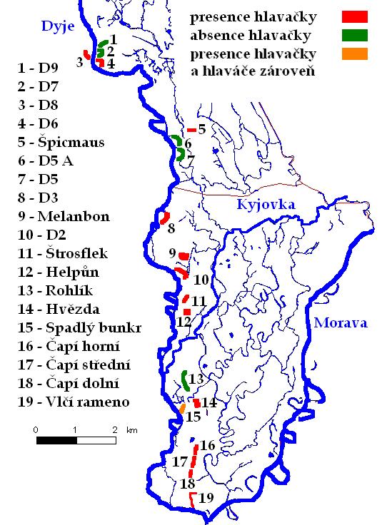 Obrázek 3: Mapa výskytu hlavačky mramorované a hlaváče