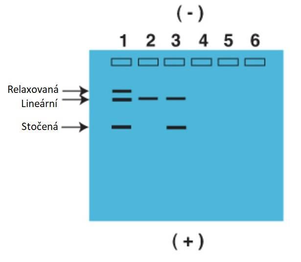 (Thermo Fisher Scientific), což je UV citlivé barvivo. Gel jsme vařili v mikrovlnné troubě 2,5 minuty a poté přelili do speciální vaničky s hřebínkem a nechali ho hodinu chladnout.