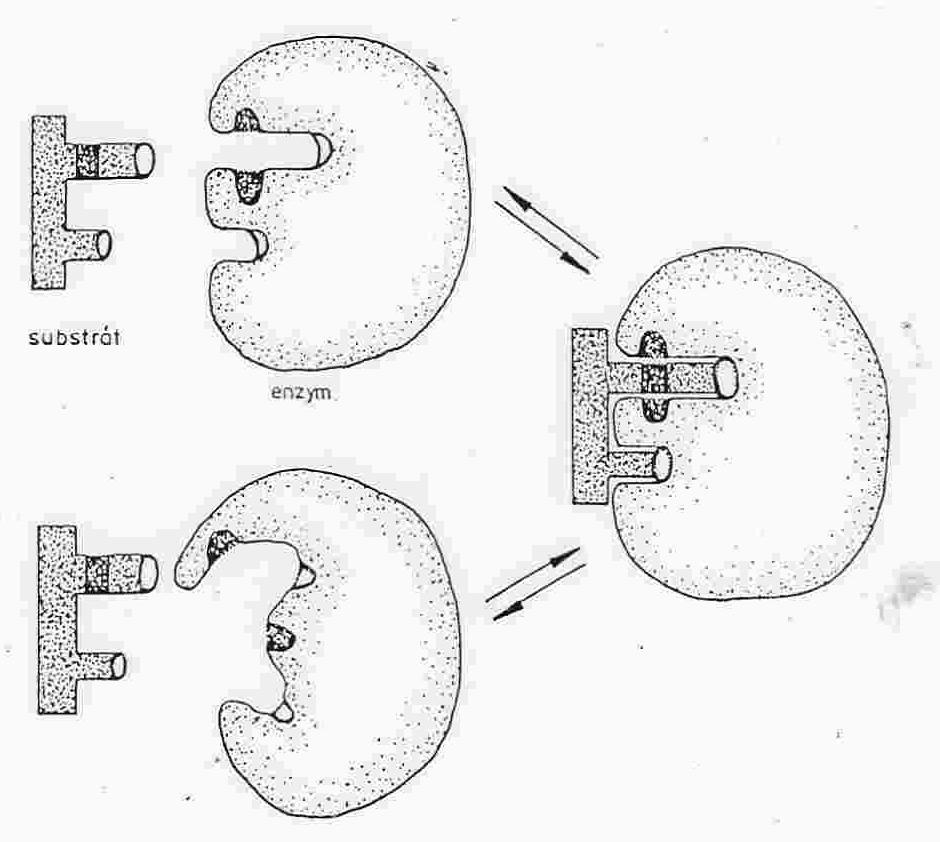 15 Fischer - 1894 - teorie o zámku a klíči