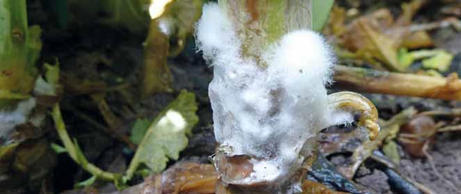 Primární infekce hlízenky prostřednictvím mycelia na bázi stonku Návod k použití, dávkování Plodina Škodlivý činitel Dávka/ha OL Poznámka Řepka olejka ozimá Řepka olejka jarní, hořčice Slunečnice