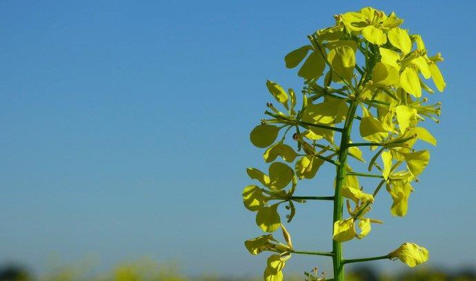 březen STATISTICKÝ PŘEHLED, VÝHLEDY EU 28, AKTUALITY Světová produkce obilovin - přehled U pšenice se odhadovaná světová produkce sníží o -19,2 mil.t na 734,5 mil.