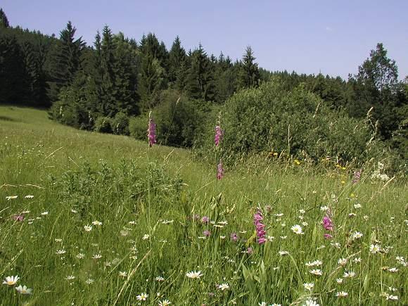 zcela zbytečně, pouze z neznalosti, nedošlo ke snížení druhové skladby porostu a nebyla potlačena atraktivní barevná pestrost květnatých luk Obr. 2.