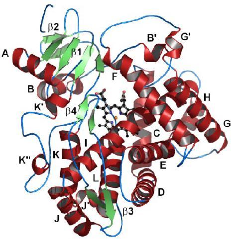 1.4 Struktura Struktury forem cytochromů P450 se vyznačují společnými znaky a na obecné úrovni jsou si velice podobné. Proteinová struktura je zaloţená na sérii helixů a smyček.