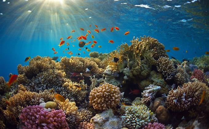 Podvodní národní park Velký korálový útes byl prohlášen za park v roce 1975. Má rozlohu více než 345 000 kilometrů čtverečních.