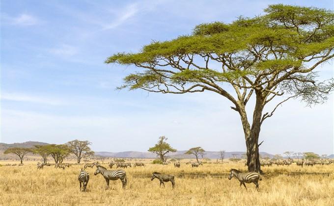 v Serengeti žijí typická africká zvířata žirafy, sloni, nosorožci, lvi, gepardi, hyeny nebo krokodýli.