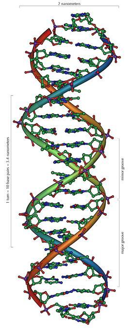 D RIBOSA, 2-DEOXY-RIBOSA 2.