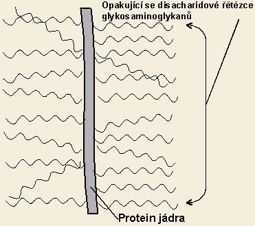 3. POLYSACHARIDY SE SPECIÁLNÍMI FUNKCEMI GLYKOZAMINOGLYKANY (aminopolysacharidy,