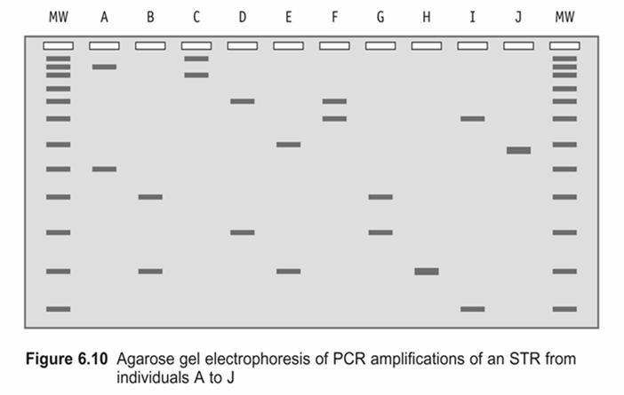 Pohyb DNA v gelu Gel Tři osoby Kapilární elektroforéza Vstříknutí příprava vzorku(denaturace) elektrokineticky Separace kapilára POP-4 polymer pufr Detekce fluorescentní barviva s nepřekrývajícími se