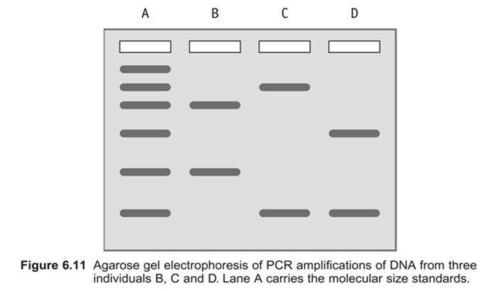 .. 5-20 kv Data Acquisition and Analysis Argon Ion Laser Outlet (anode) - Mechanismus separace DNA DNA- DNA- DNA- DNA- DNA- + Zamotaná vlákna polymerů zpomalují pohyb DNA v závislosti na délce