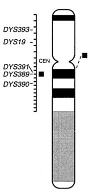 Nulové alely Alely, které naší metodou nejsme schopni otypovat Polymorfismus v místě vazby primeru Nulová alela: mutace v místě vazby primeru * Heterozygous alleles are well balanced 6 8 standard