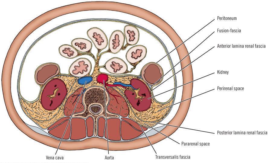 retroperitoneum štěrbinovitý prostor za peritoneální dutinou mezi zadní