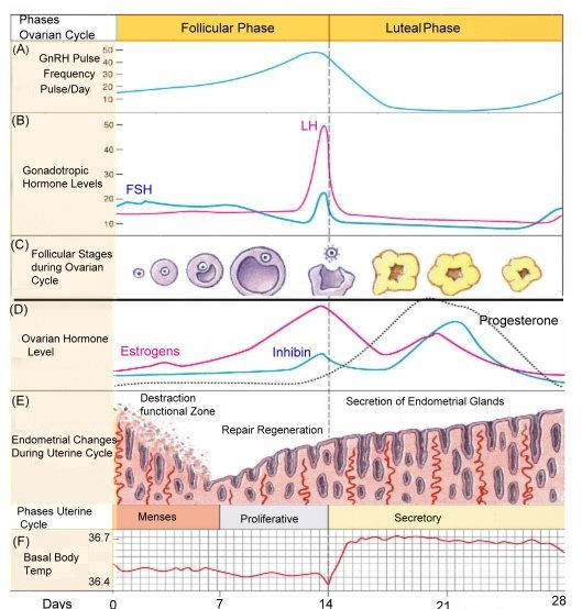 Obrázek 1 Hladiny hormonů v průběhu menstruačního cyklu (Převzato z: http://www.