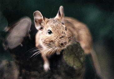 Osmák degu Osmák degu (Octodon degus) je malý chilský hlodavec, lidově přezdívaný též chilská veverka. Jméno osmák má původ ve tvaru žvýkacích plošek jeho stoliček, které tvarem připomínají osmičky.