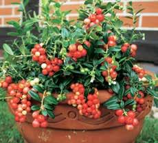 Snižují cholesterol a zmírňují revmatické potíže. Rostliny v kontejneru. 415.14 3 kusy Kč 335, 6 Purple Raspberry (Rubus x neglectus). Nezvyklá tmavě fialová -modrá barva.