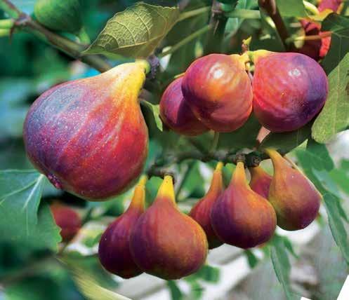 Vzpřímený růst. Tato 2. generace vznikla dalším šlechtěním odrůdy Navaho, vyniká: velmi dlouhou dobou sklizně, ještě vyššími výnosy, většími a chutnějšími plody.