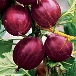 Tmavě červené, velké plody dozrávají na přelomu července a srpna.