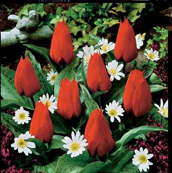 obvod cibule: 11/12 cm Zářivé bílo-červené květy tulipánů a