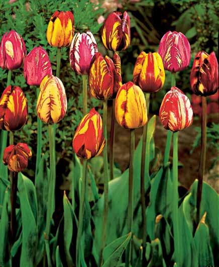 Tento tulipán rozkvétá fialověmodrou barvou, postupně