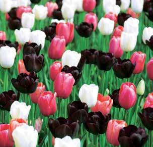 3 druhy tulipánů odděleně zabaleny a označeny.