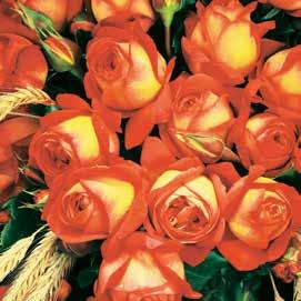 ƒ, œ červenec říjen, ª 3 4 m. 223.06 3 Obrovská oranžová keřová růže.