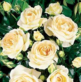 99 Záhonové růže 1 Červená růže pro živý plot 202.65 3 Rumba, dvoubarevná. Hustě rostoucí růže floribunda.