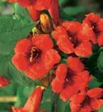 350, Magnolie Genie kvete dvakrát ročně. Na jaře a v pozdním létě. Květy jsou až 15 cm velké.