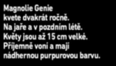 Roubovaná rostlina. Kvete dříve než semenáče, dvakrát ročně, květy silně voní.