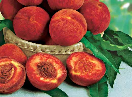 Plody mají krvavě červenou, velmi chutnou dužinu. Jsou vhodné pro přímou konzumaci i k dalšímu zpracování. Samosprašná. 432.