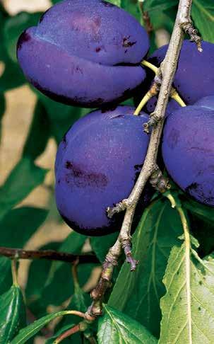 sieberz Fructa PRÉMIUM OVOCNÉ STROMY To nejlepší ovoce z vlastní zahrady 1 Japonská hrušeň Nashi.