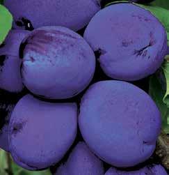 Plody střední velikosti jsou oválné, tmavě fialové barvy, neopadávají.