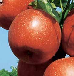Dekorativní, jemně proužkovaná, tmavě červená jablka střední velikosti dozrávají v září.