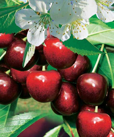 Plody jsou měkké a šťavnaté. Germersdorfská dozrává kolem poloviny července. Tmavě červené plody jsou velké a sladké.