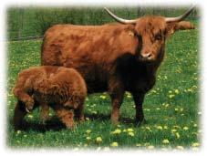 Highland cattle (Skotský náhorní skot) Původní domovinou tohoto plemene jsou nehostinná vřesoviště severozápadního Skotska.